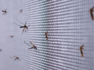 About Jack Pest Service - pest control experts in Regency Park